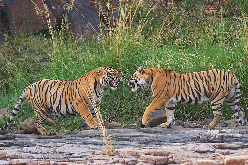 Tour Tigri dell'India 